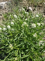 Lepidium fremontii