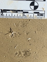 Perognathinae