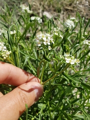 Lepidium fremontii