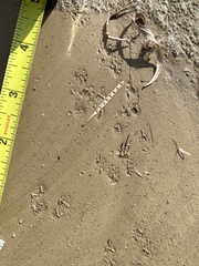 Perognathinae