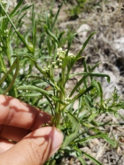 Lepidium fremontii