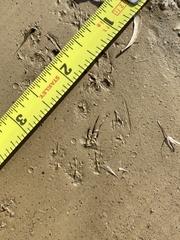Perognathinae