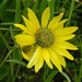 Helianthella uniflora - Photo (c) mhays, algunos derechos reservados (CC BY-NC), subido por mhays