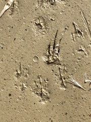 Perognathinae