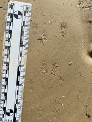 Perognathinae