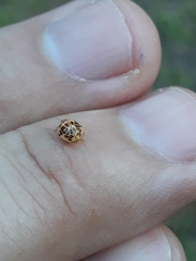 Psyllobora confluens