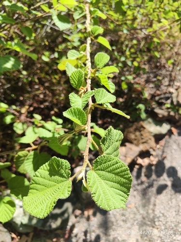Mallow Raisin (Grewia villosa)
