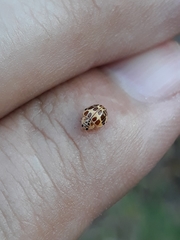 Psyllobora confluens