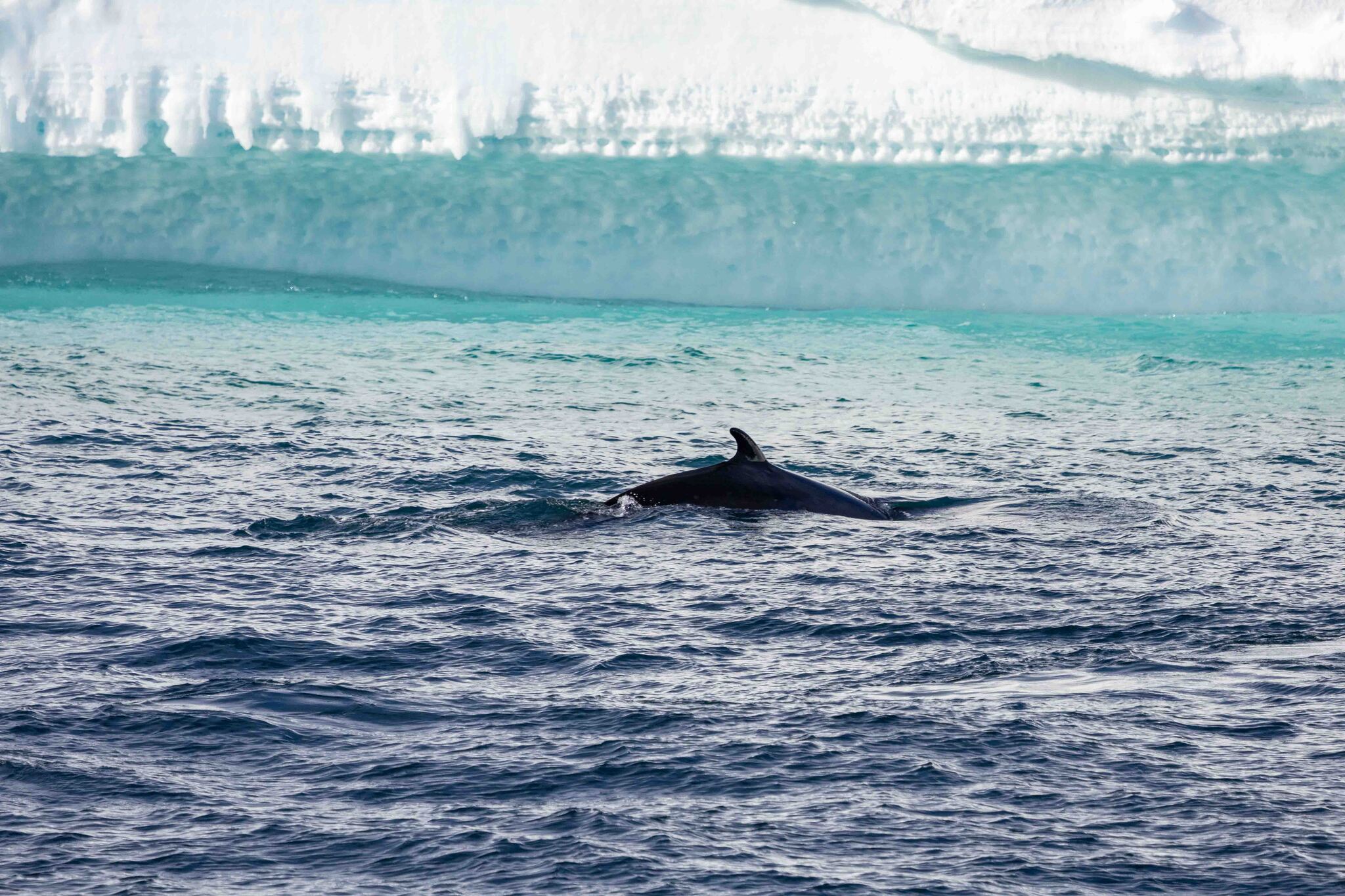 Balaenoptera bonaerensis