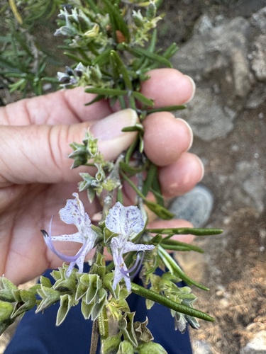 Avistamiento Salvia rosmarinus