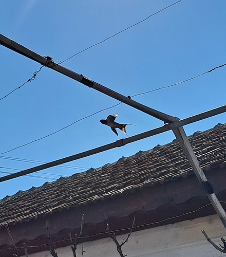 Barn Swallow
