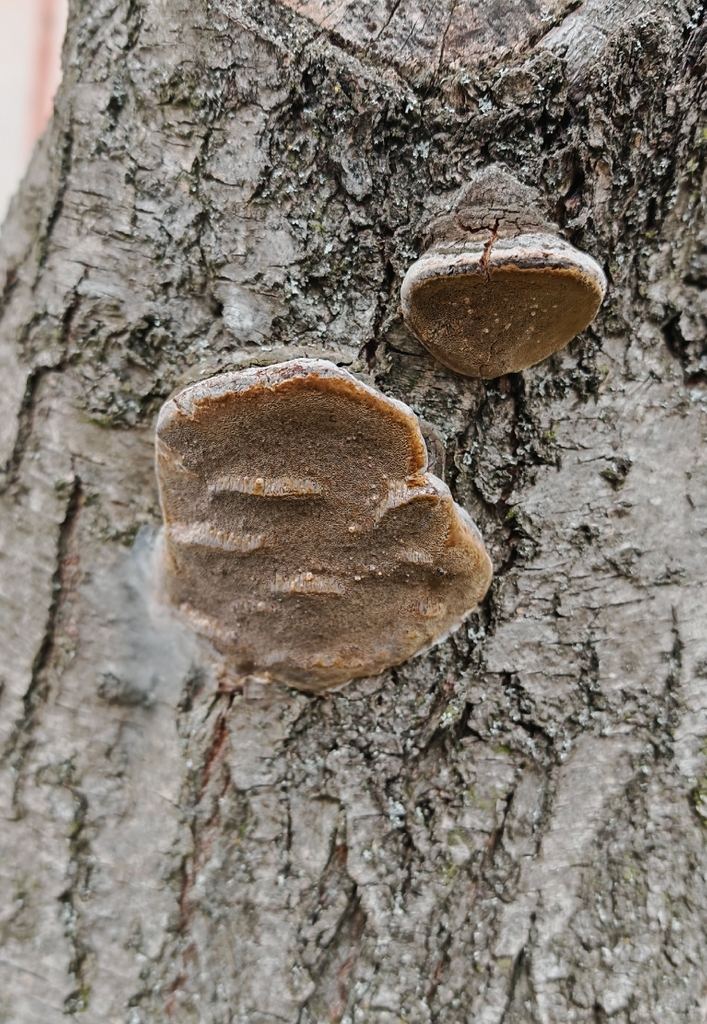 Phellinus pomaceus · April 2026 · photo: © p_andrey (iNaturalist, cc-by-nc)