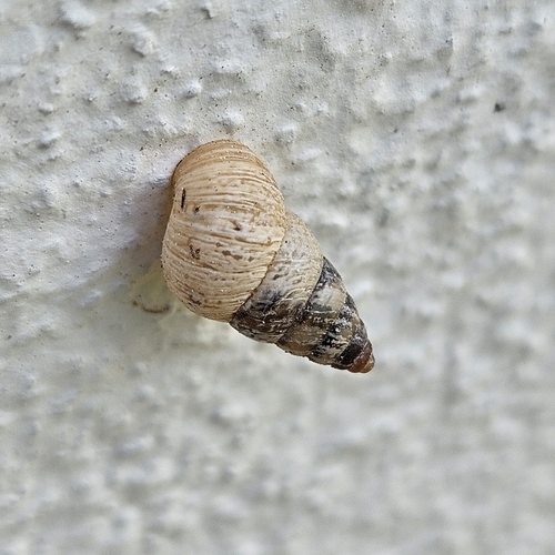 Cochlicella barbara