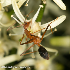 Leptomyrmex rufipes