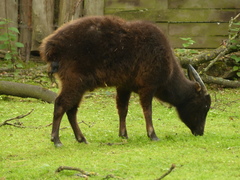 Mountain Anoa photo 4