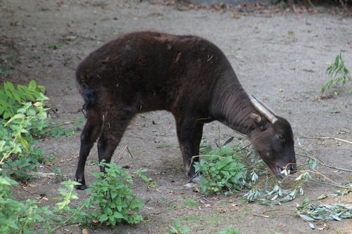 Mountain Anoa (Bubalus quarlesi) — Endangered Mammalia