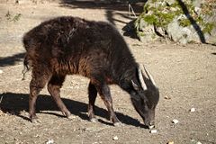 Mountain Anoa photo 2