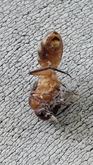 Camponotus conspicuus