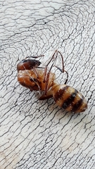 Camponotus conspicuus