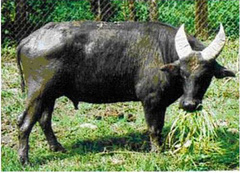 Tamaraw photo 3