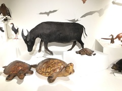 Tamaraw photo 4
