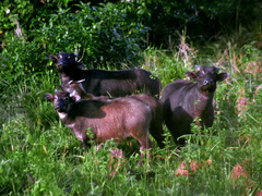Tamaraw photo 5