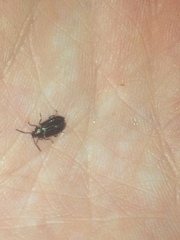 Microtheca ochroloma