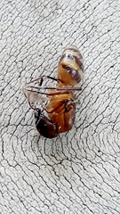 Camponotus conspicuus