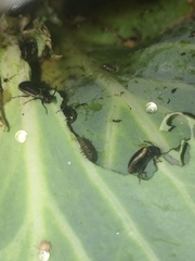 Microtheca ochroloma