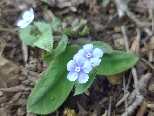 Omphalodes japonica iNat (3)