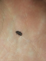 Microtheca ochroloma