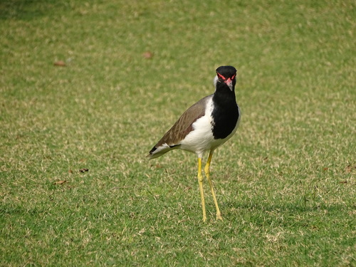 Red-wattled Lapwing