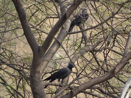 House Crow