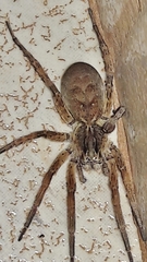 Pavocosa
