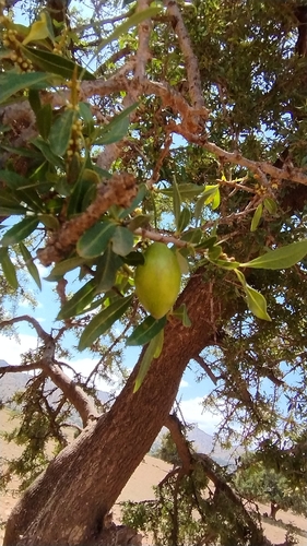 Argan tree