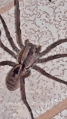 Pavocosa