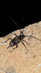 Oedopeza
