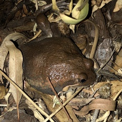 Limnodynastes dumerilii dumerilii