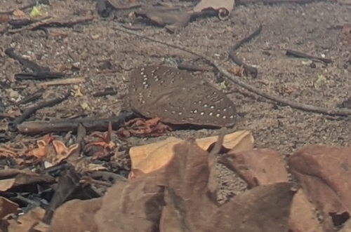 Guineafowl Butterfly