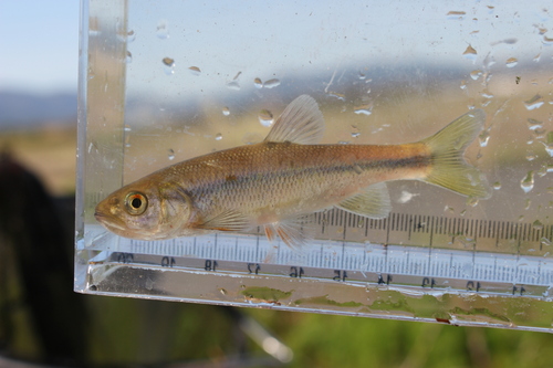 Siebold's minnow (Nipponocypris sieboldii) — Cyprinidae — 5