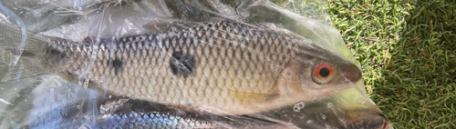 Sharptooth leporinus (Leporinus acutidens) — Anostomidae — 2