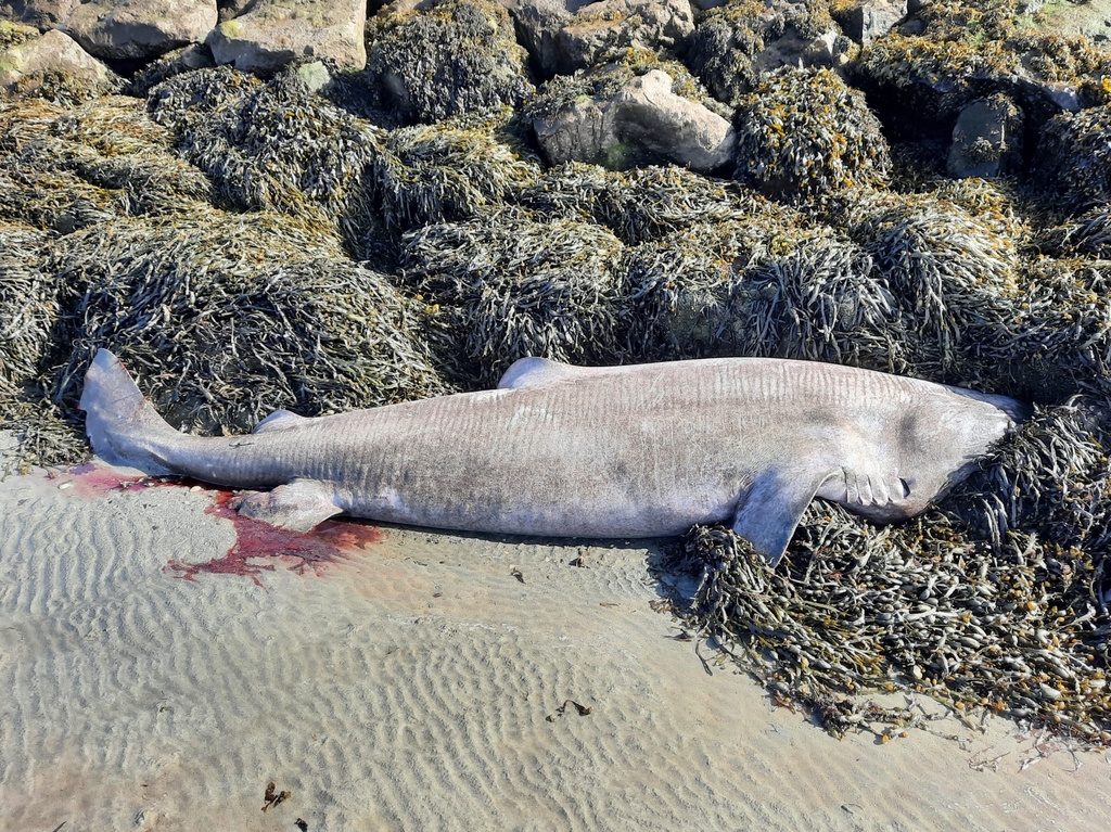 Groenlandse haai (Somniosus microcephalus) — Somniosidae
