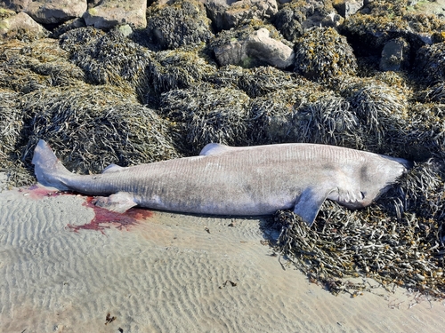 Greenland shark (Somniosus microcephalus) — Somniosidae