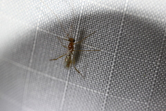 Macrocentrinae