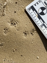 Perognathinae