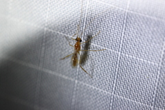 Macrocentrinae