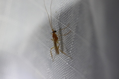 Macrocentrinae