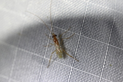 Macrocentrinae