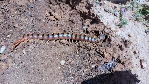 Scolopendra valida