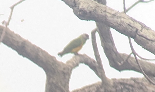 Senegal Parrot